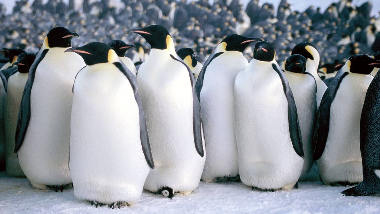 انیمیشن پنگوئن ها